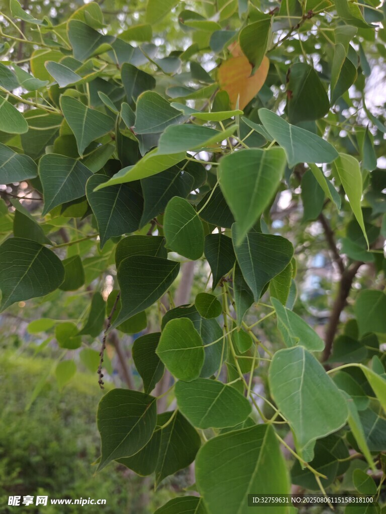 绿叶繁茂的树木景象