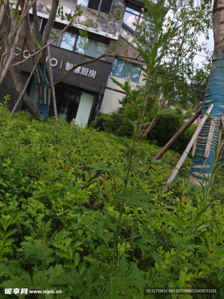 绿植环绕的建筑一角