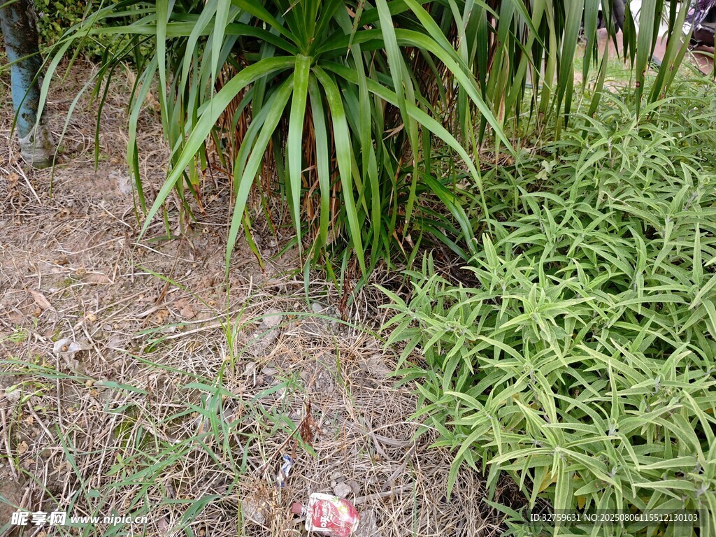 户外绿植景观一角