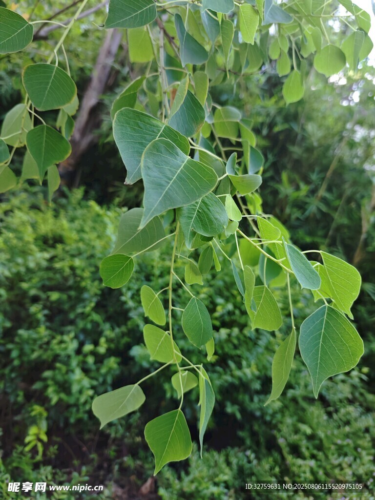 翠绿树叶与繁茂植被