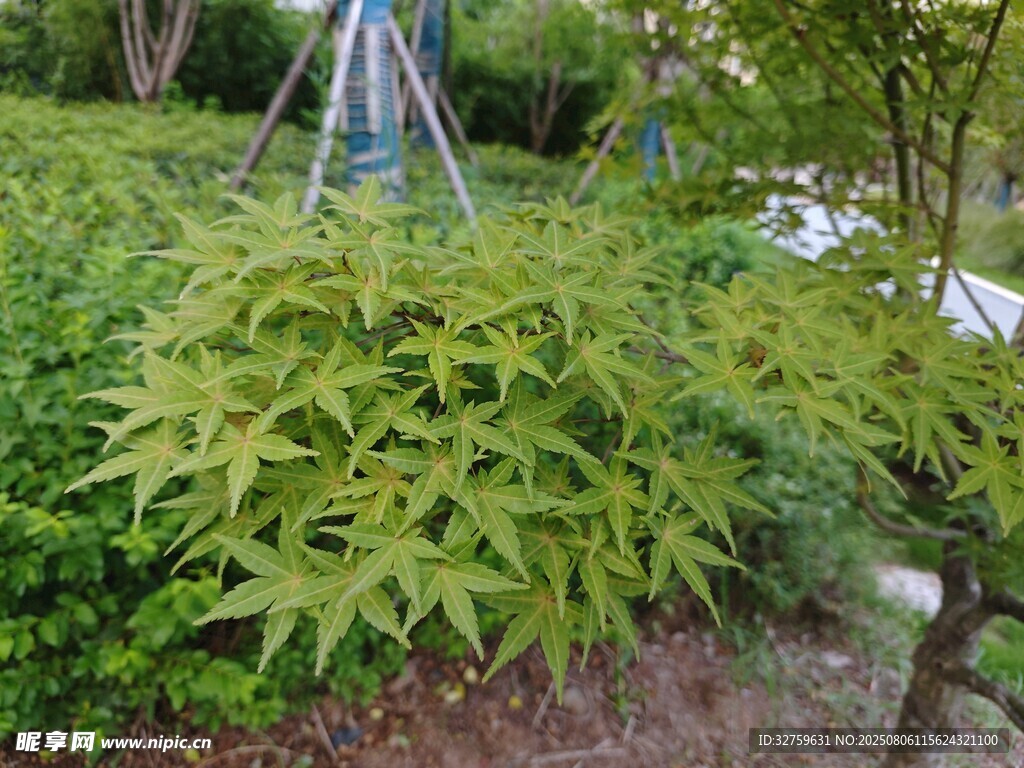 庭院中的翠绿植物景观