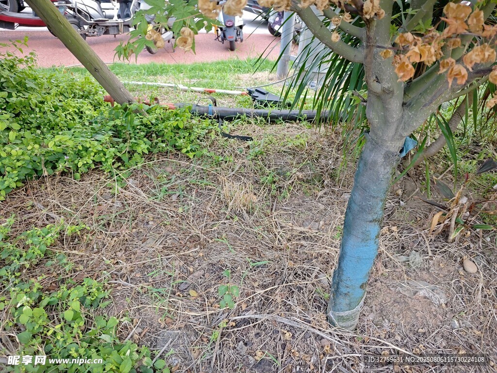 树下绿植景观