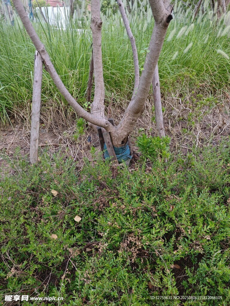 树木支撑与周边绿植景观