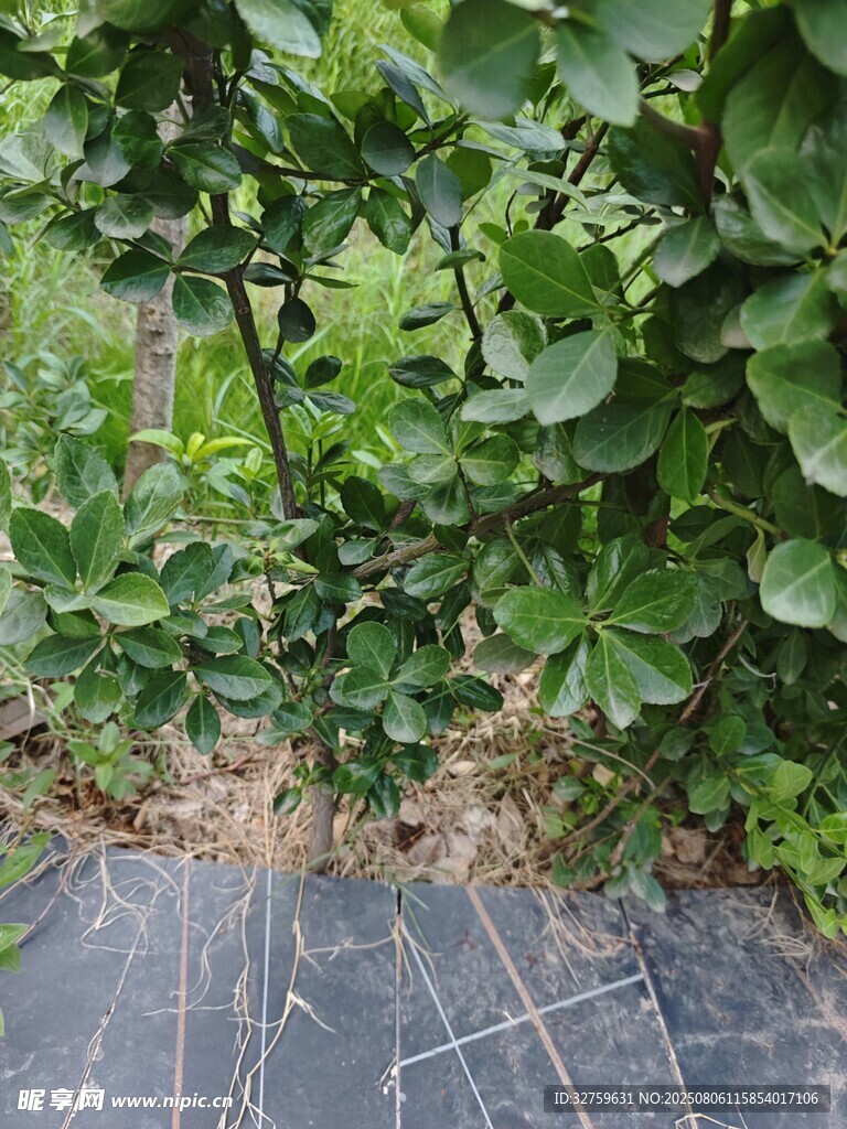 绿叶繁茂的植物景观