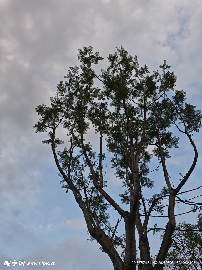 天空下的繁茂树木