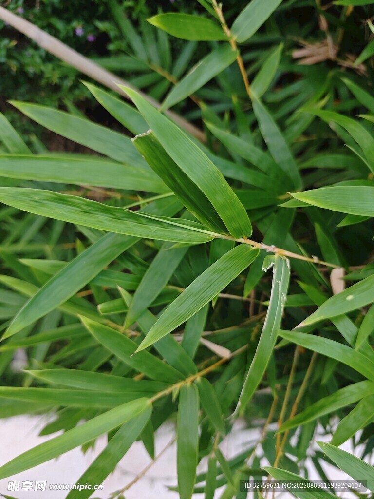 翠绿竹叶特写