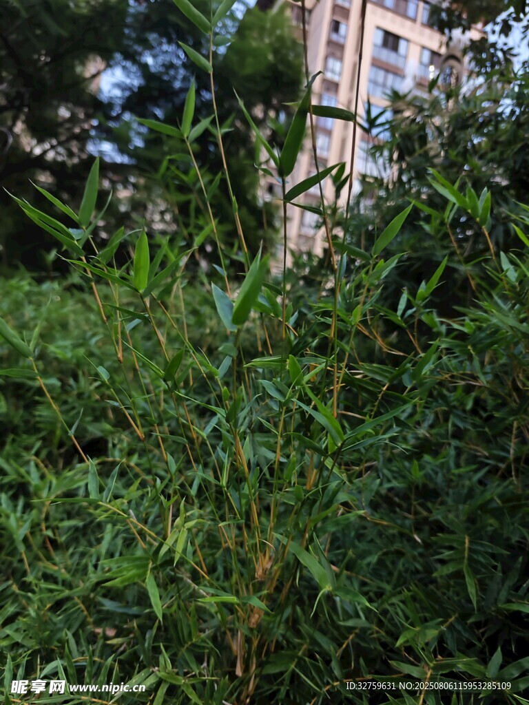 户外茂盛绿植景观