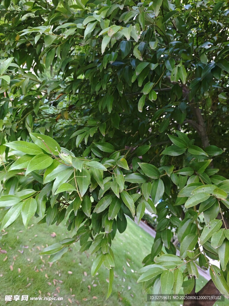 绿叶繁茂的树木景象
