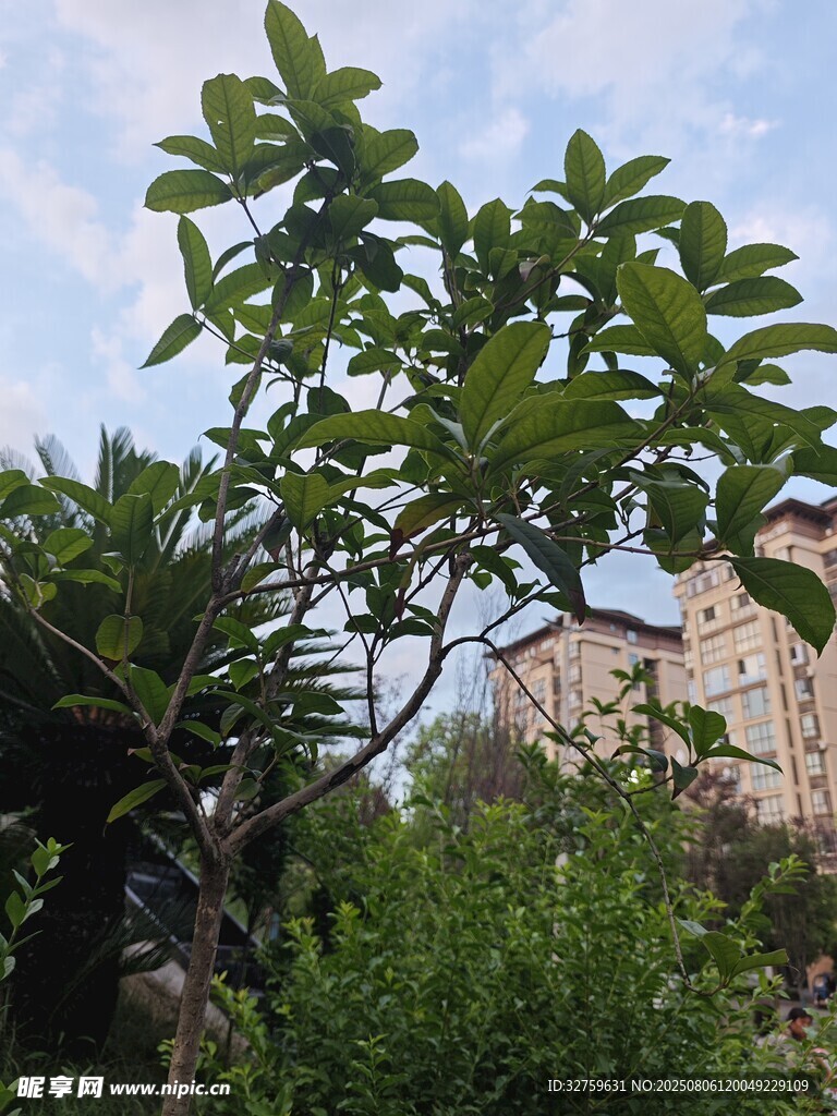 绿叶繁茂的树木景观