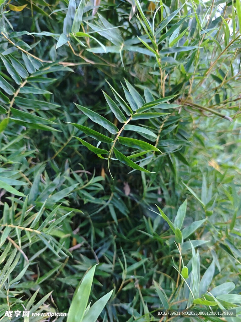 茂密绿植景观
