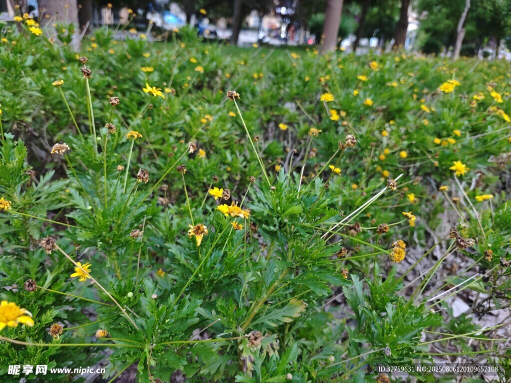 金黄小花绽放绿地间