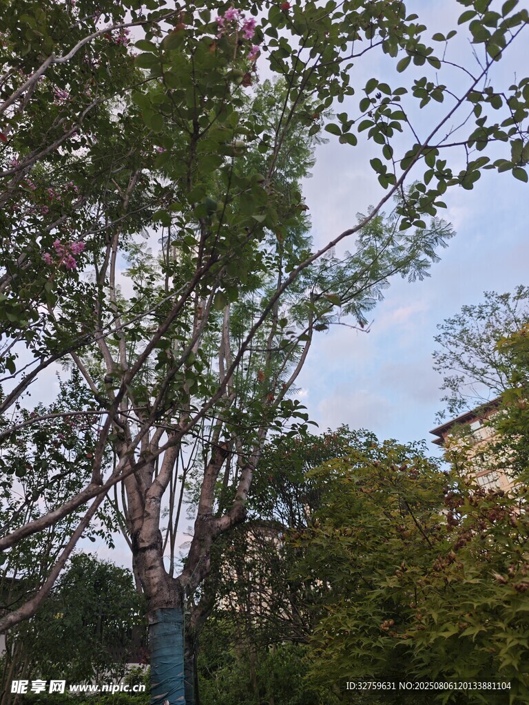 户外绿树景致