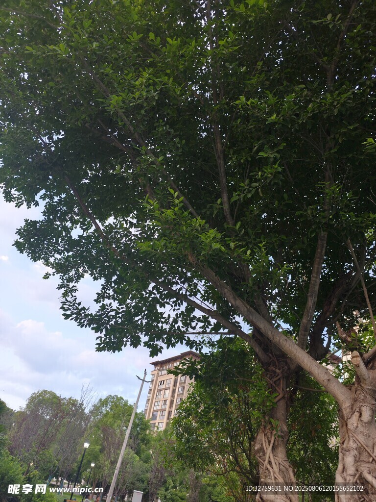 繁茂绿树依傍石墙