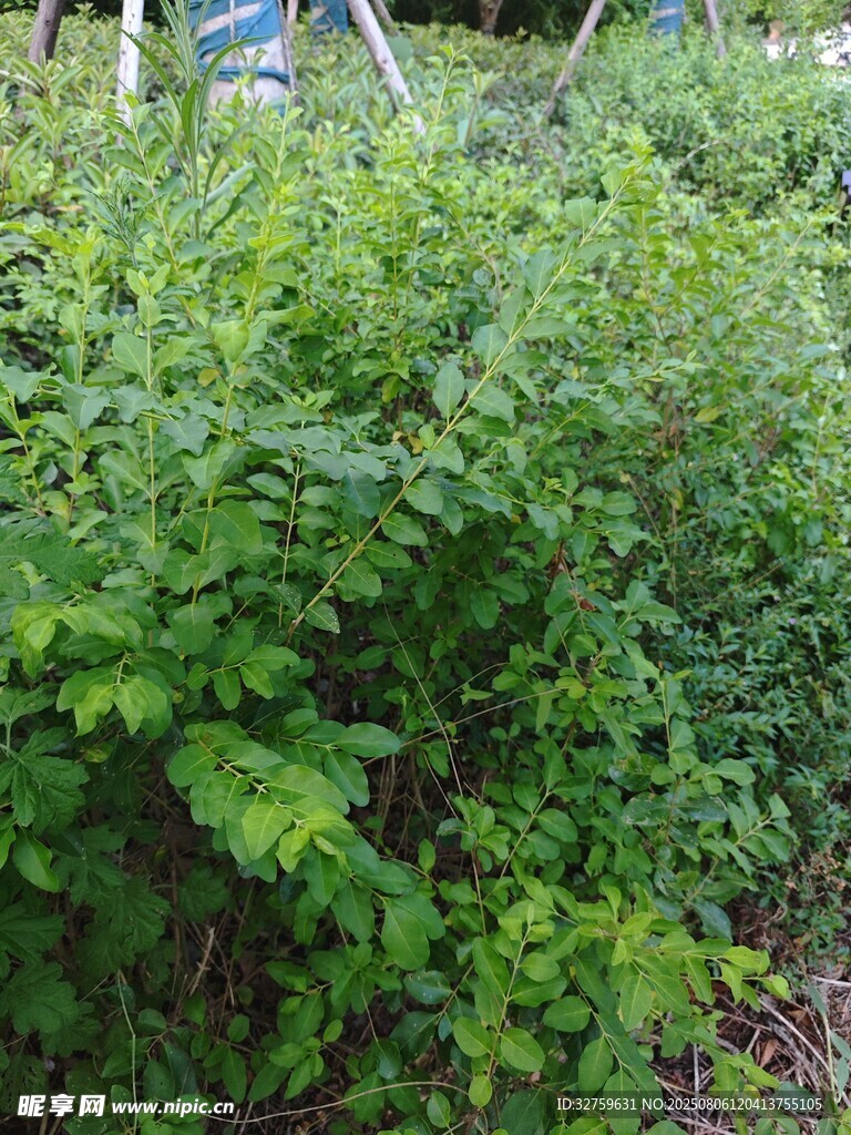 繁茂绿植景观