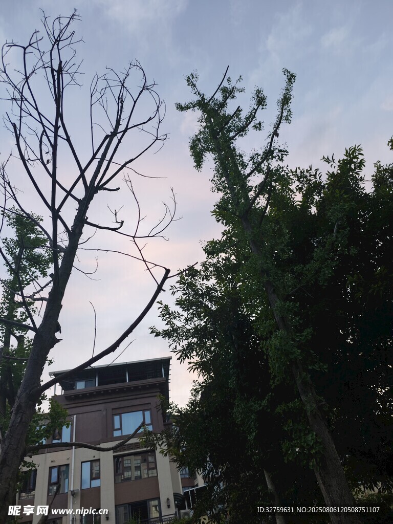 古宅旁枯树与繁茂绿树