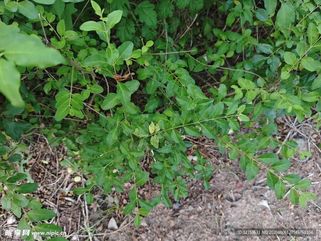 绿叶繁茂的地面植物景观