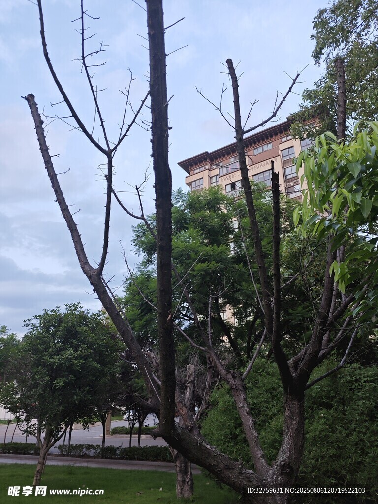 庭院树木与建筑景致