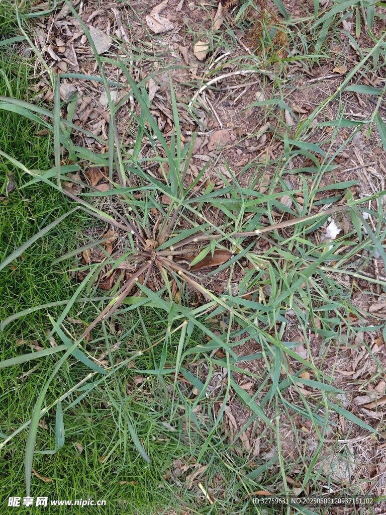 地面上的绿色植物及枯叶
