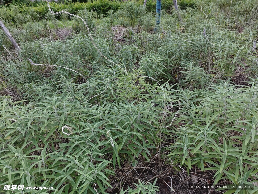 田间嫩绿植物生机勃勃