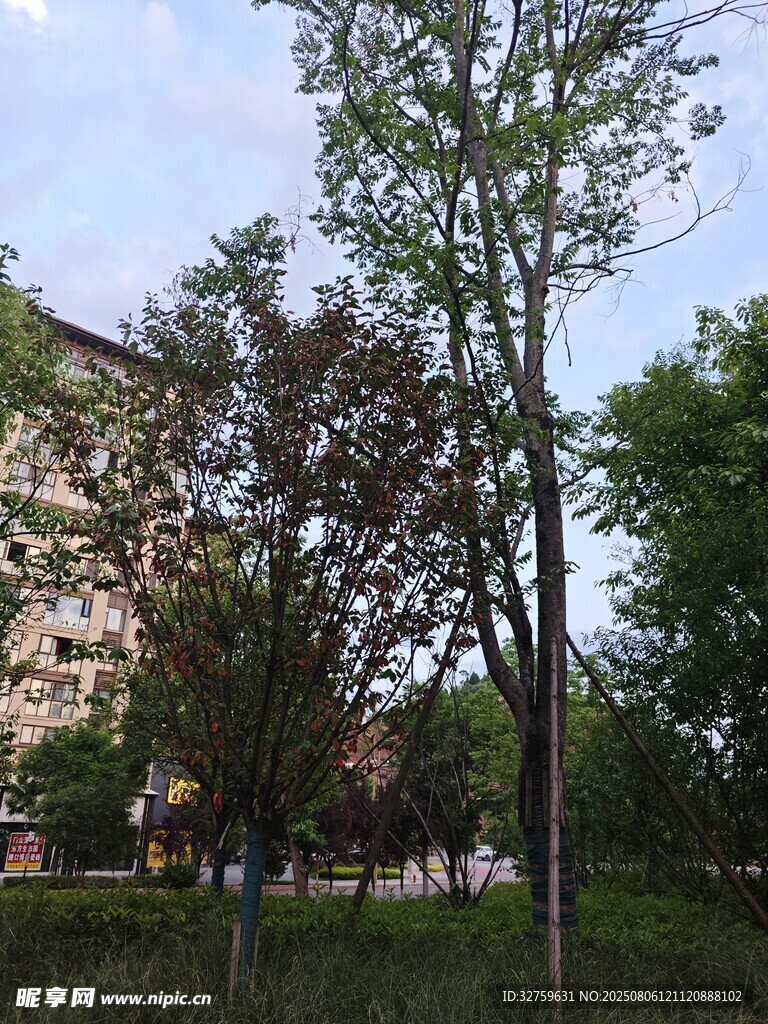 户外树木与建筑景观