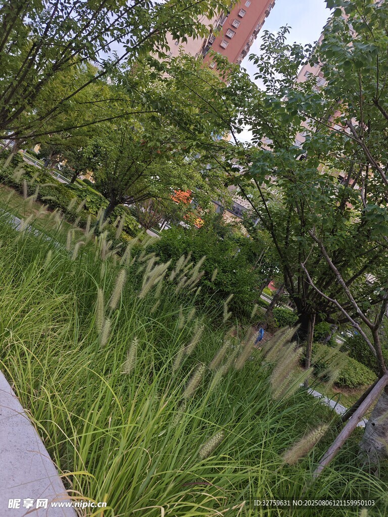 路边葱郁绿植与建筑景观
