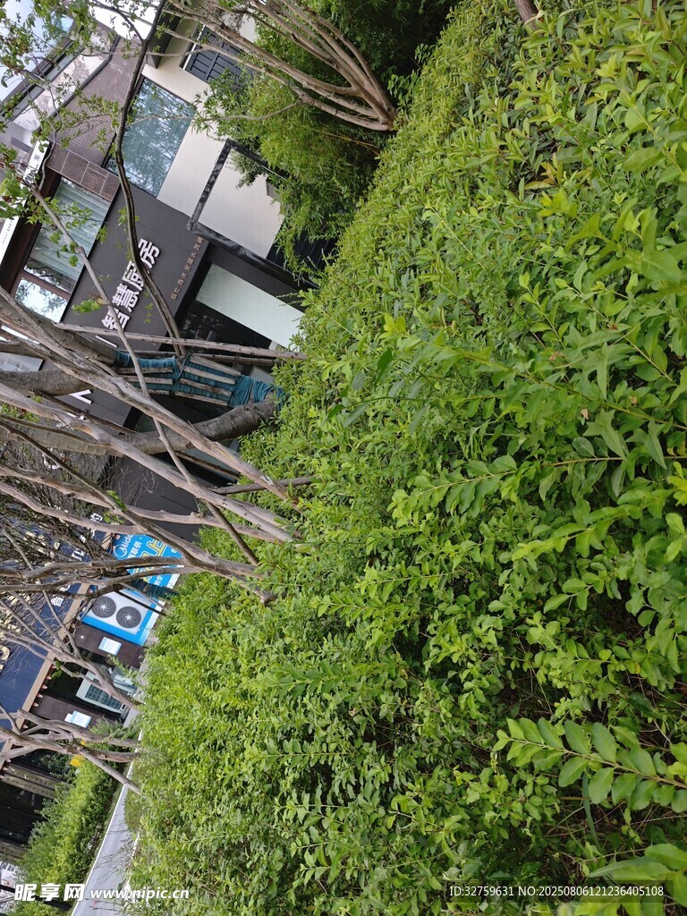 城市绿植景观