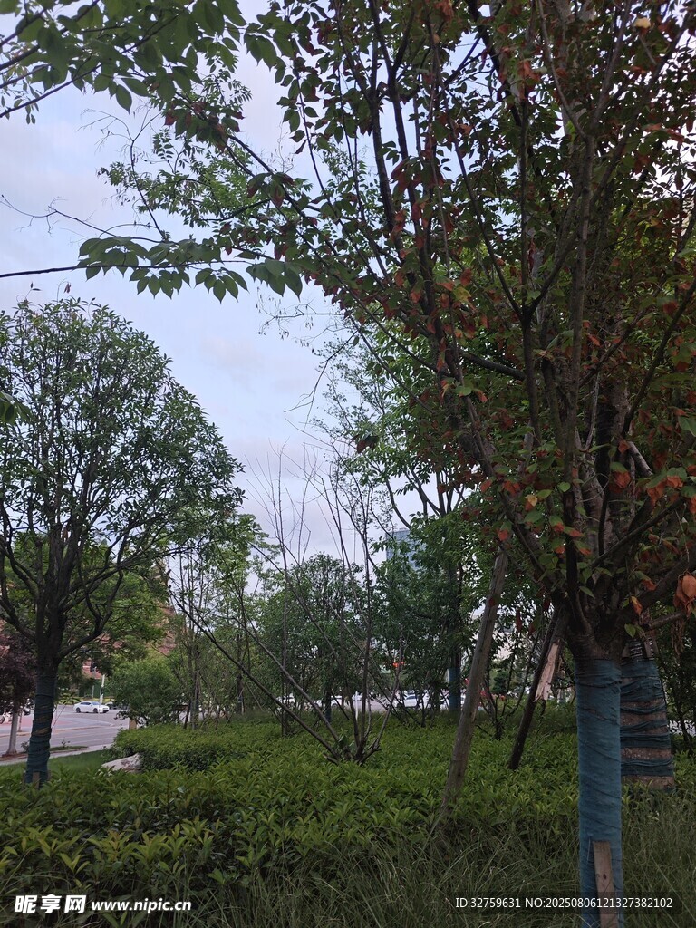 户外绿树成荫的自然景致