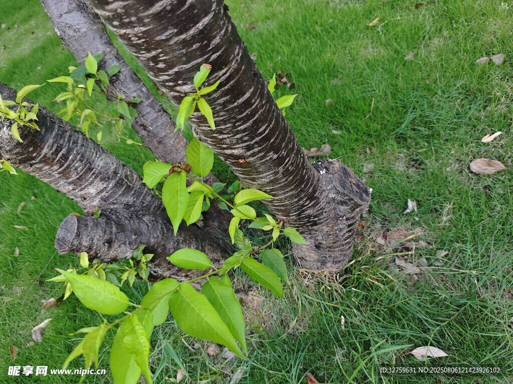 新生树苗扎根嫩绿草地