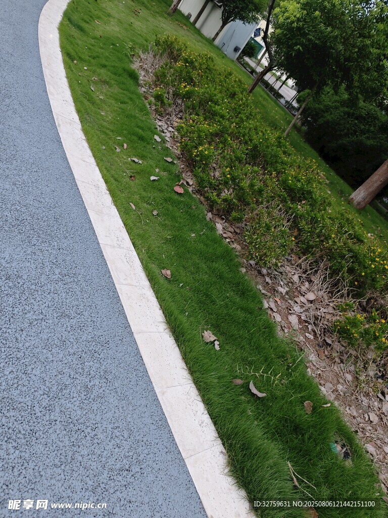 路边绿意盎然的草地景观