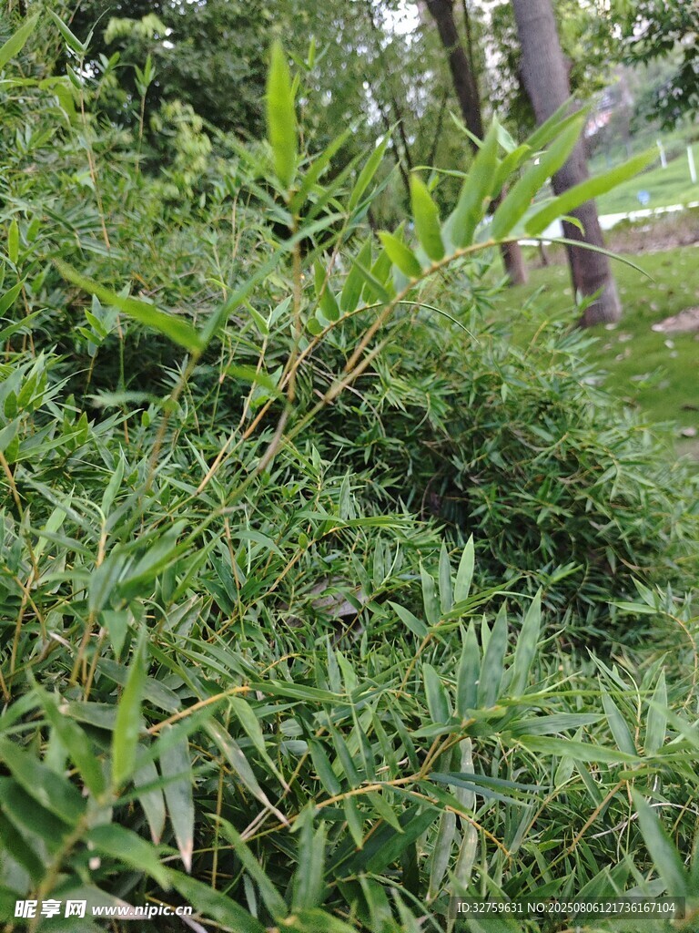 茂密绿植景观