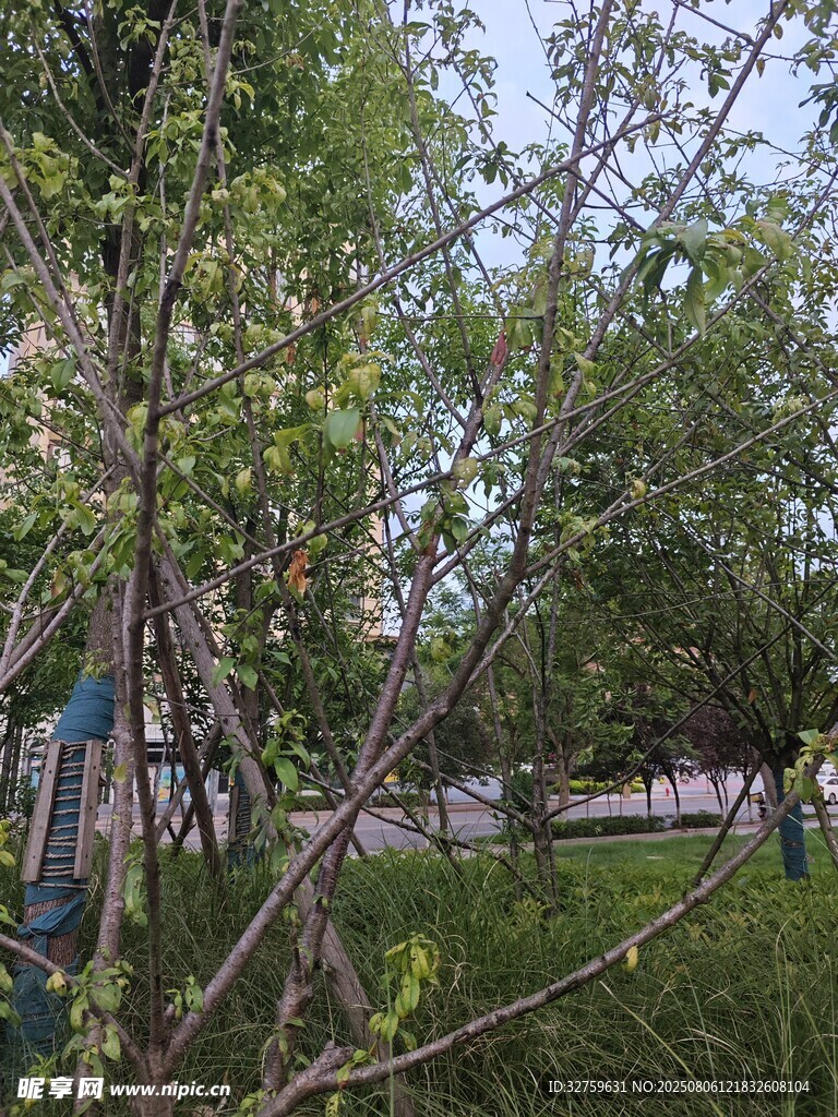 户外绿树草地自然景象