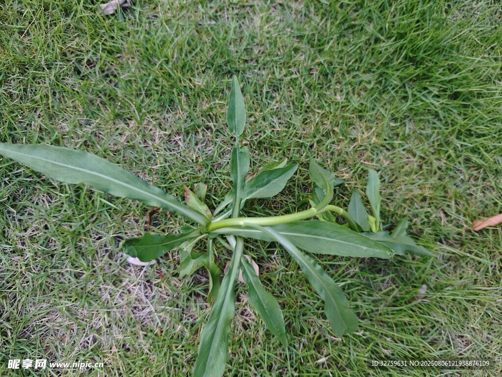 草地上的单株绿色植物