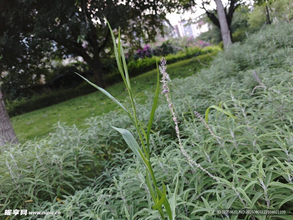 一株青草挺立在绿植间
