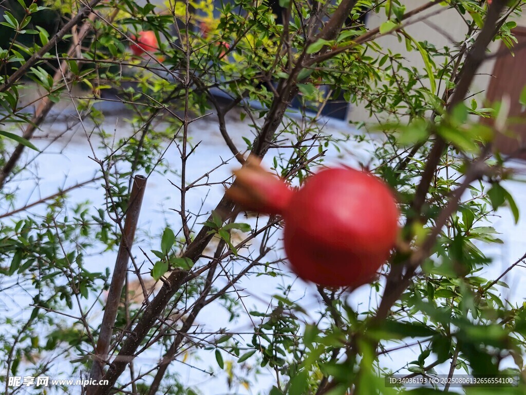 枝头红石榴