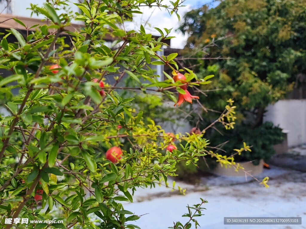 河畔绽放的艳丽石榴花