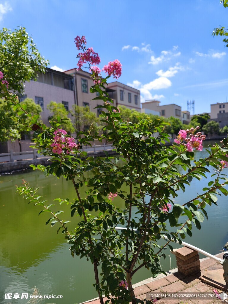 河畔繁花绽放的美丽景致