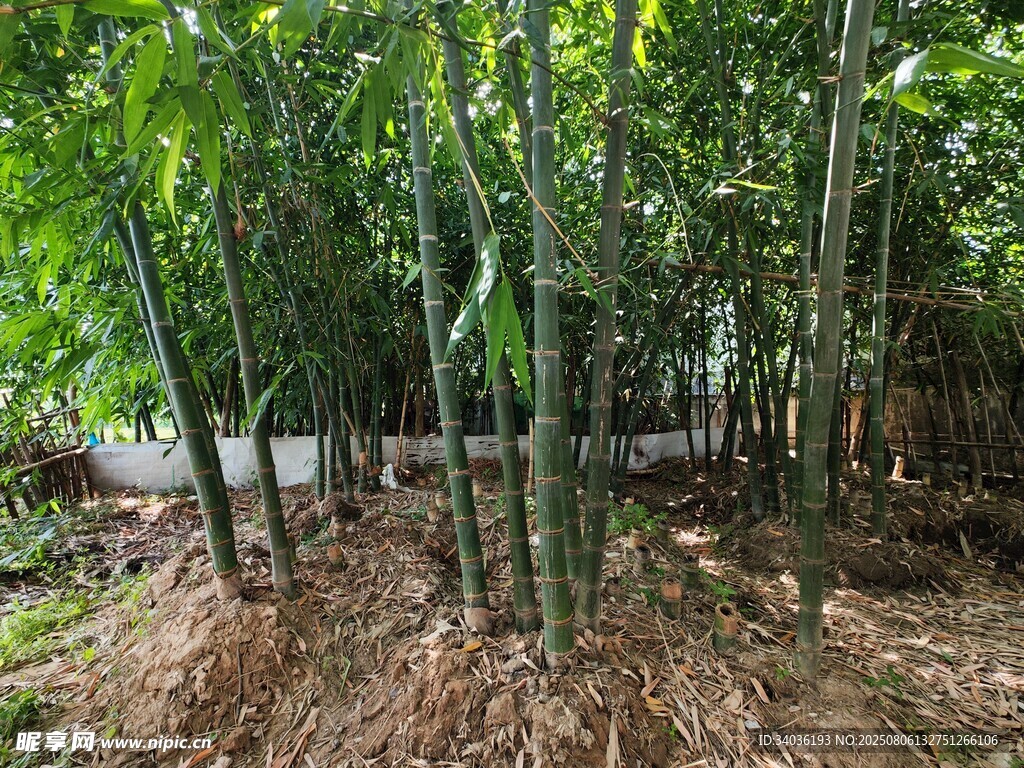 翠绿竹林生机盎然之景