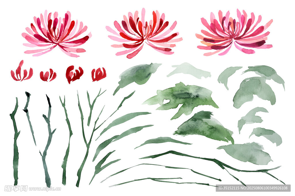 水彩花卉植物插画