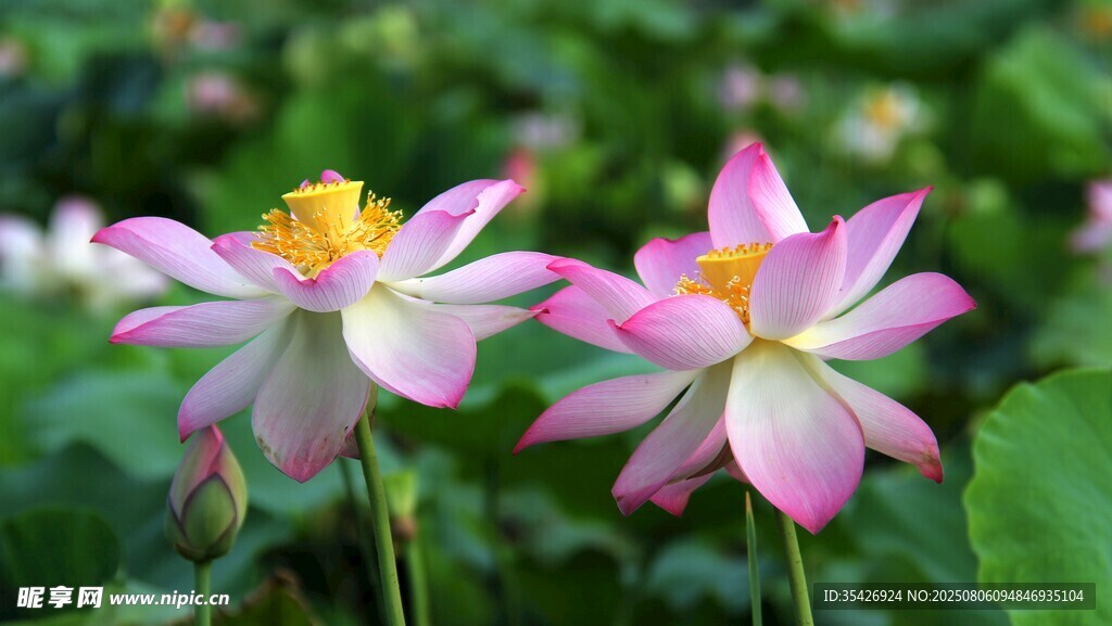 荷花
