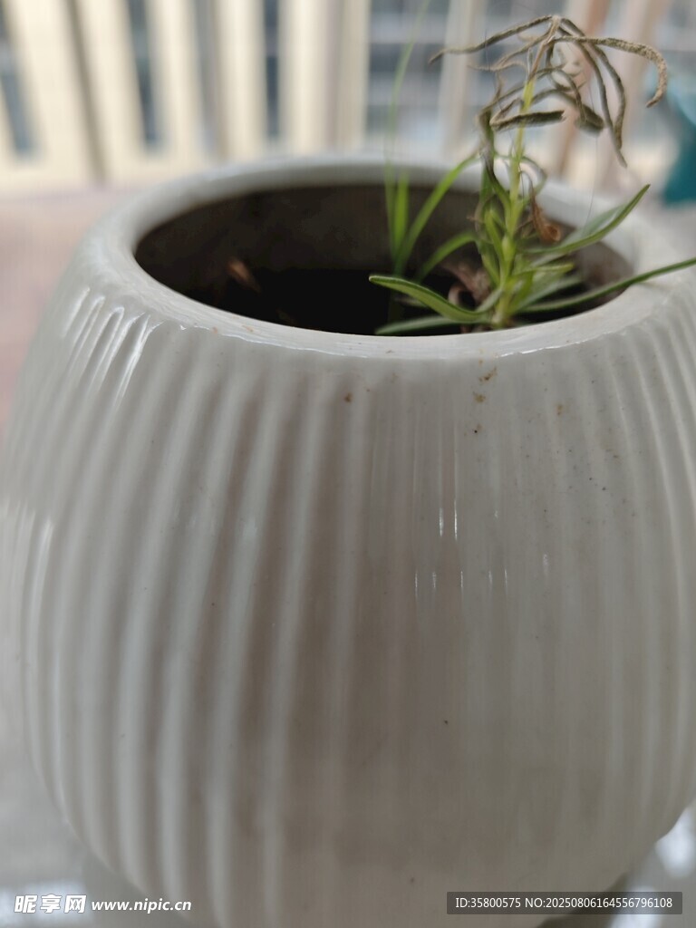 白色花盆中的嫩绿植物