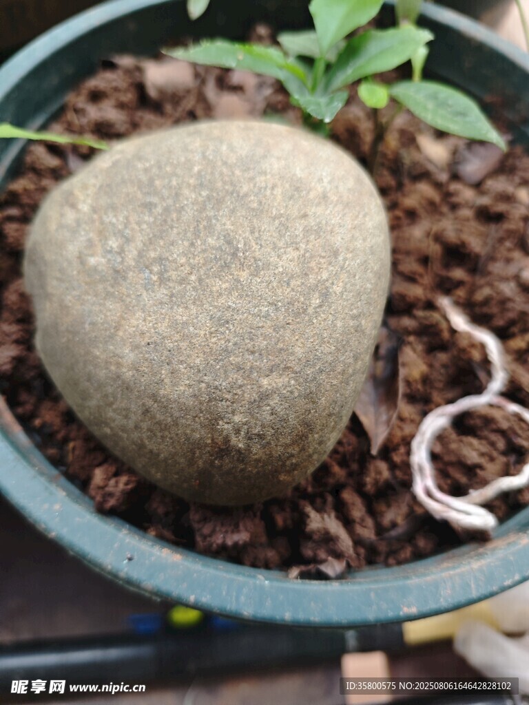 盆中石与绿植的静谧组合