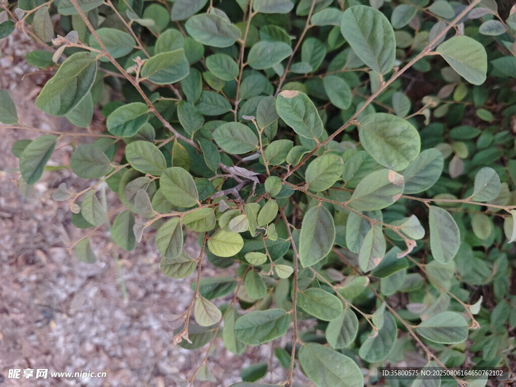 绿叶植物特写