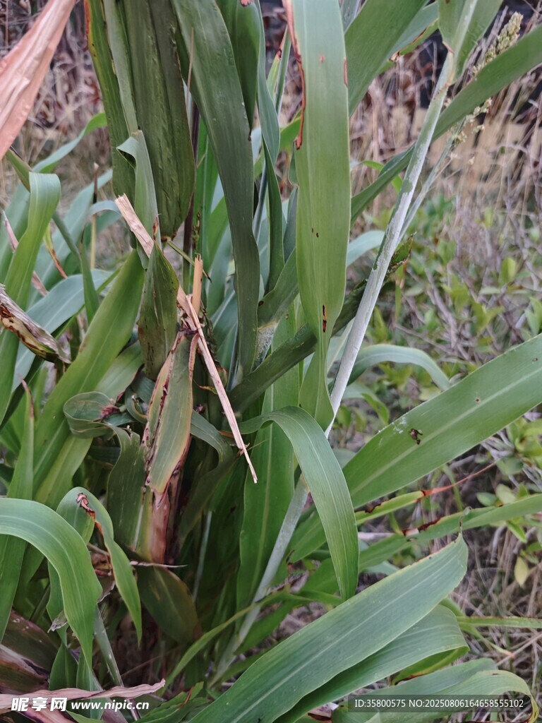 草丛中的绿色植物