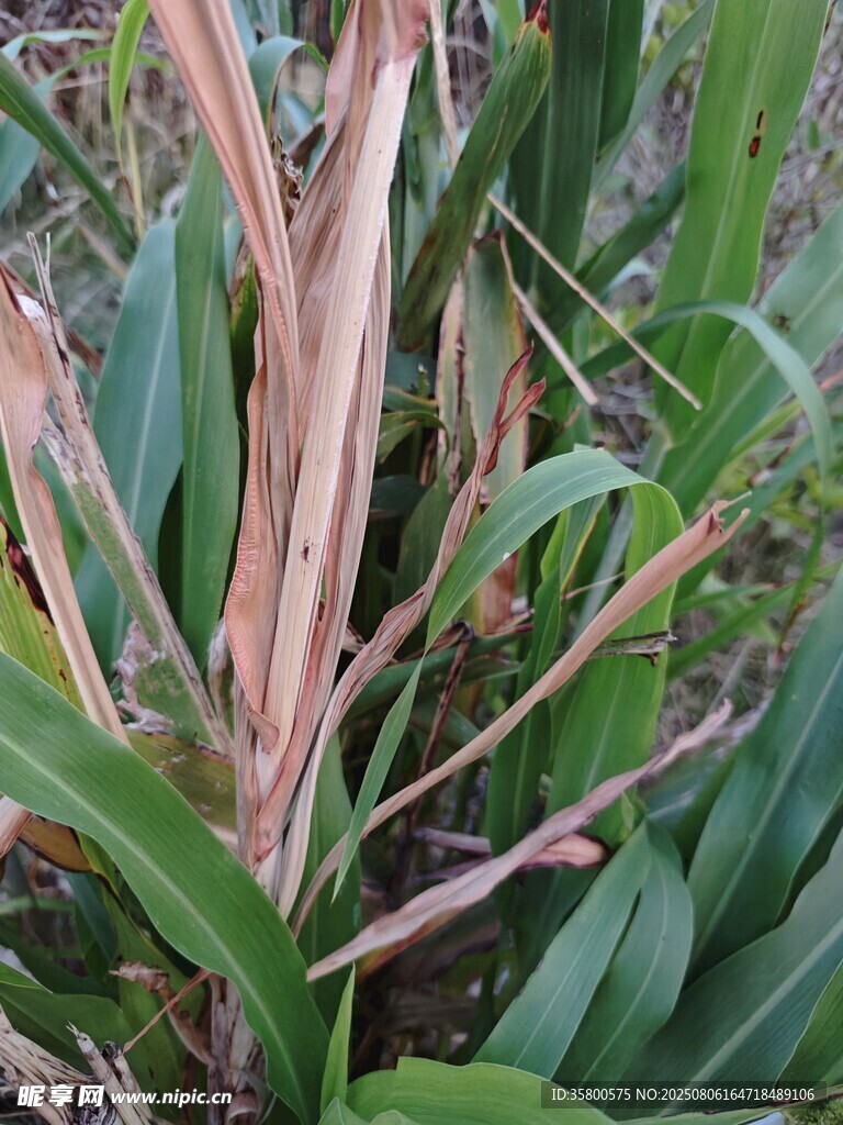 玉米植株病害特写