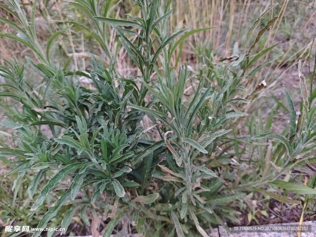 绿色植物特写