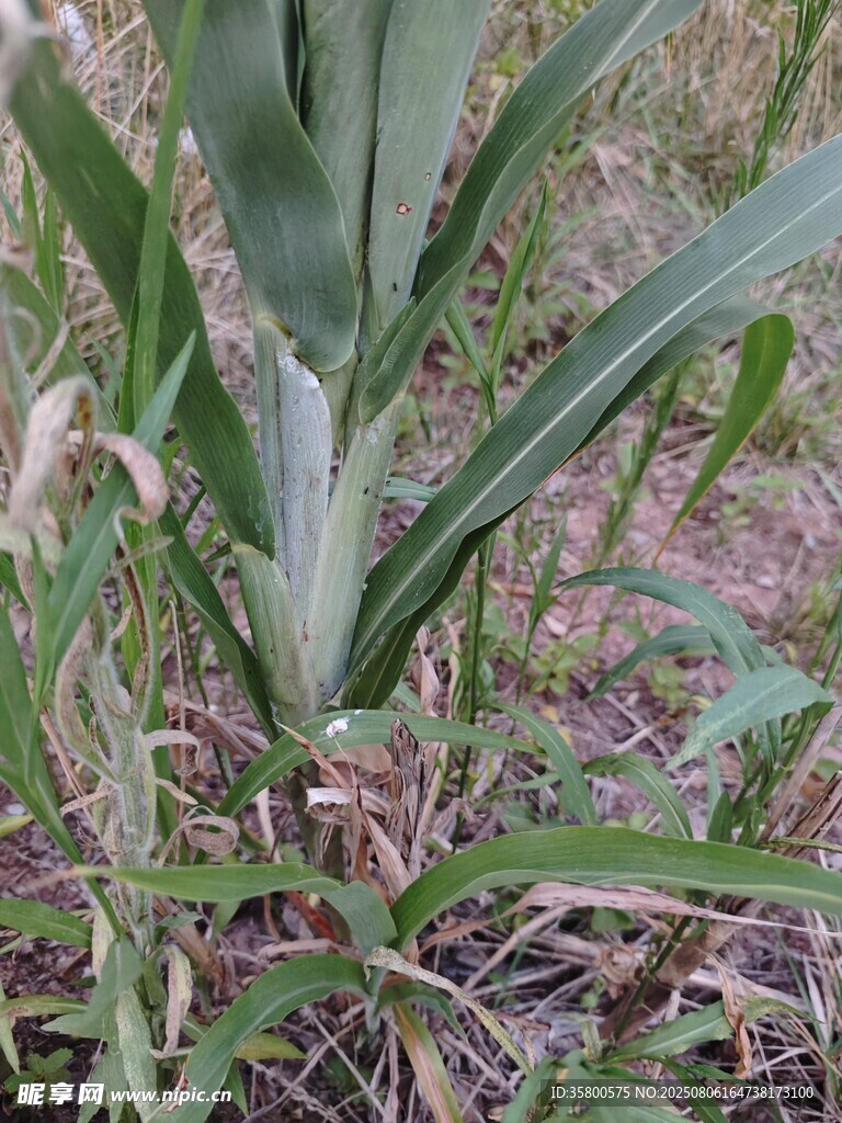 田间玉米植株特写
