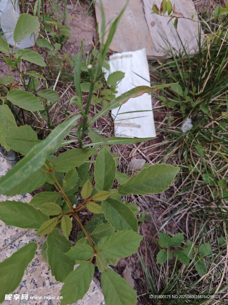 野外植物样本观测记录