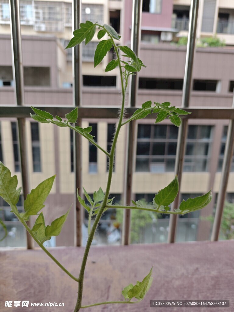 阳台绿植生机盎然