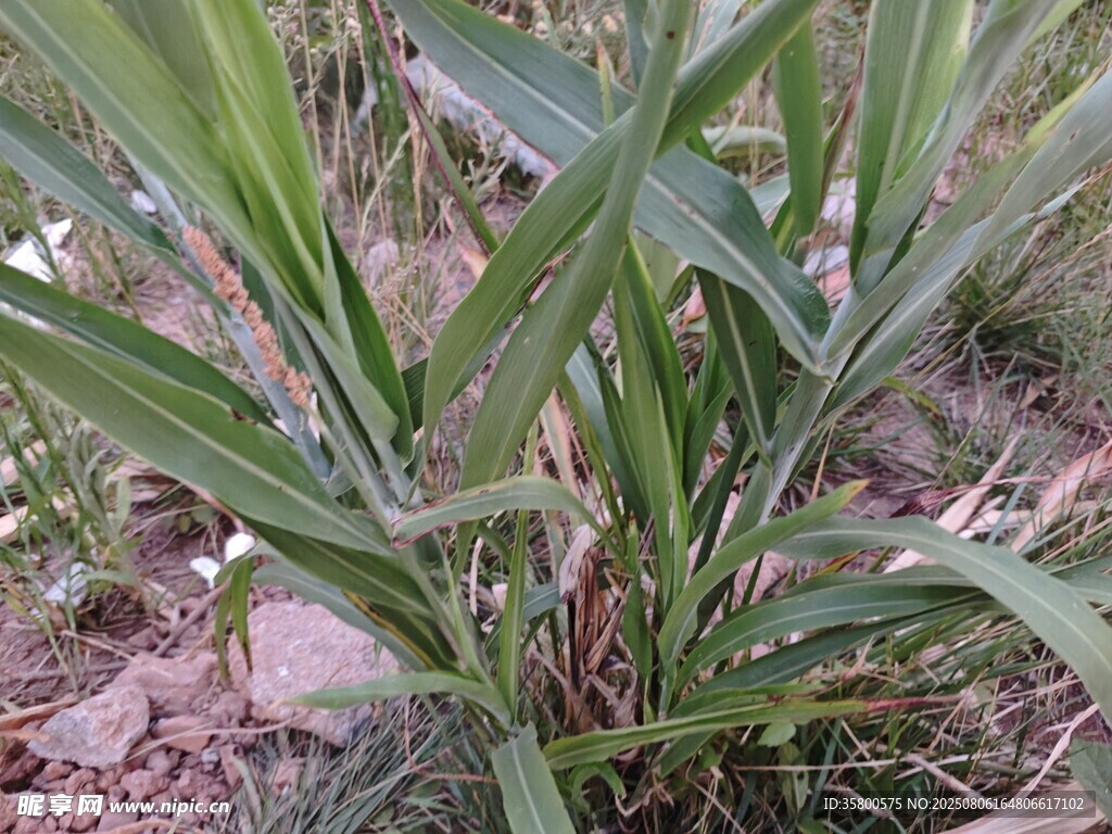 田间生长的绿色玉米植株