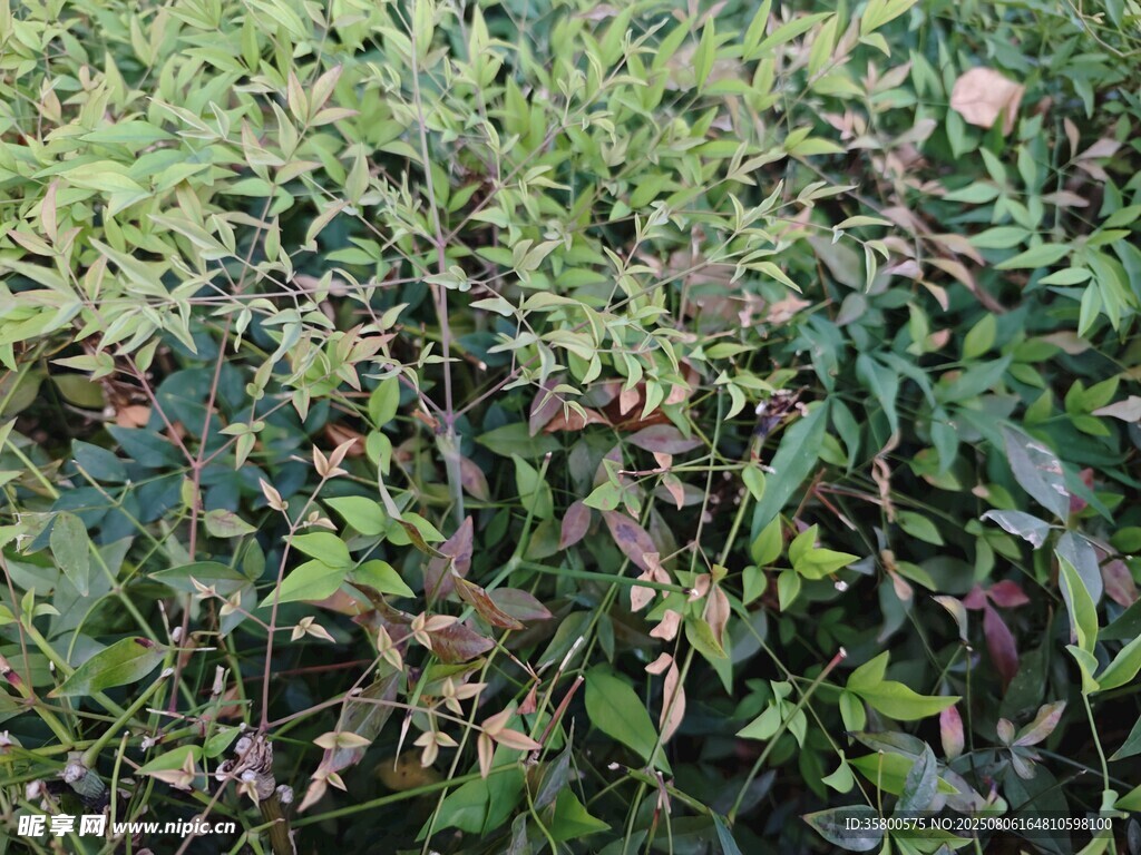 繁茂绿植景观